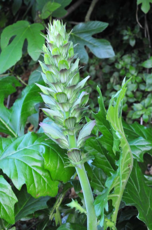 Acanthus mollis / Acanto comune, Branca orsina